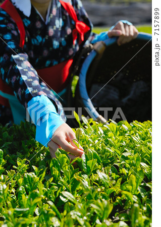 茶摘み 茶摘み 7157899