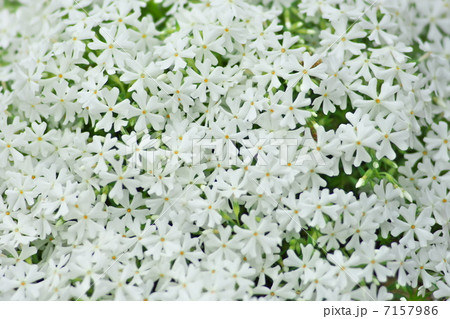 芝桜 芝桜 7157986