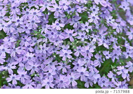 芝桜 芝桜 7157988