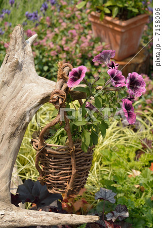 花籠 花籠 7158096