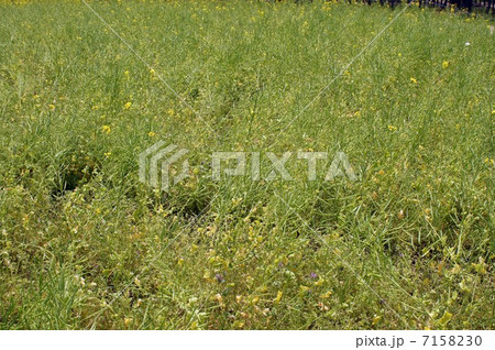 寒咲きハナナの実 寒咲きハナナの実 7158230