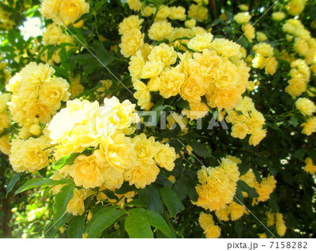 満開の黄色のモッコウバラ 7158282