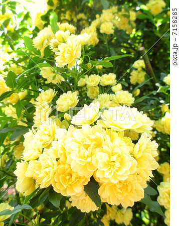 黄色のモッコウバラ 7158285
