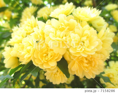 黄色のモッコウバラ 7158286