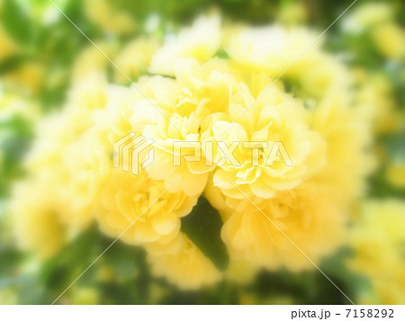 木香薔薇 7158292