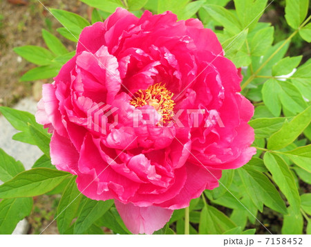 ボタンの花 7158452