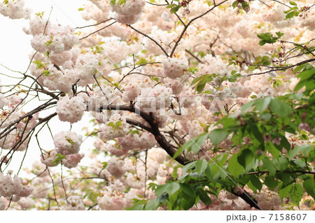 八重桜 八重桜 7158607