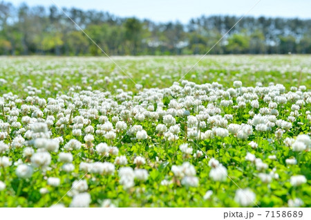 クローバーの草原。 7158689