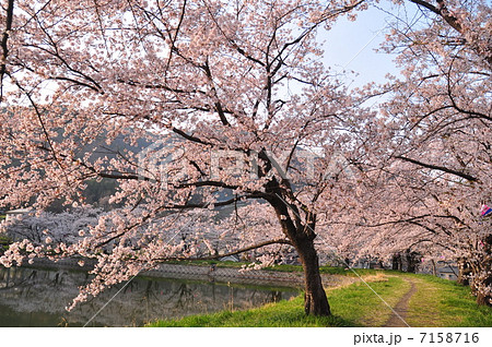 堤の桜トンネル 堤の桜トンネル 7158716