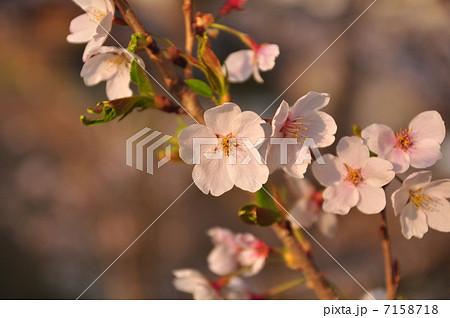 桜の花 桜の花 7158718