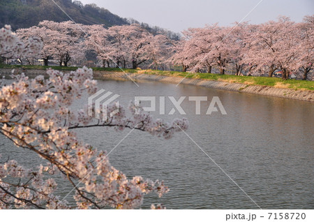 満開の桜と池 満開の桜と池 7158720
