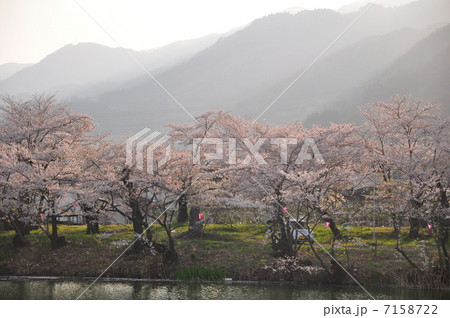 夕陽に照らされる桜 7158722