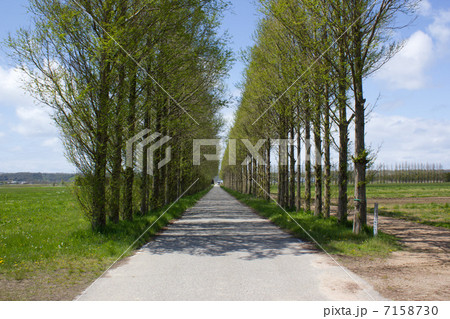 並木路 7158730