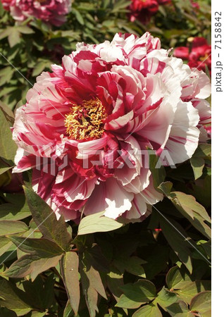 ボタン(長居植物園) ボタン(長居植物園) 7158842