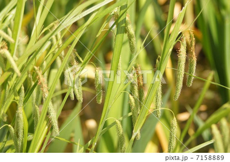 アゼナルコの穂 7158889