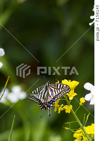 アゲハ蝶 昆虫の写真素材 アゲハ蝶 昆虫の写真素材 7159145