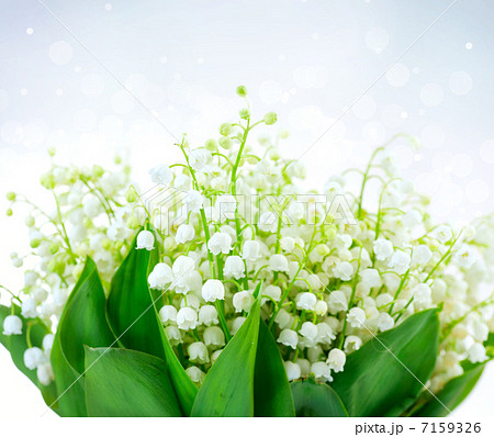 Lily-of-the-valley Flower Design. Bunch of White Spring Flowers 7159326