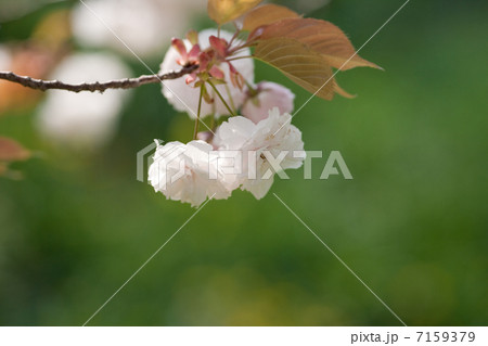 桜 7159379