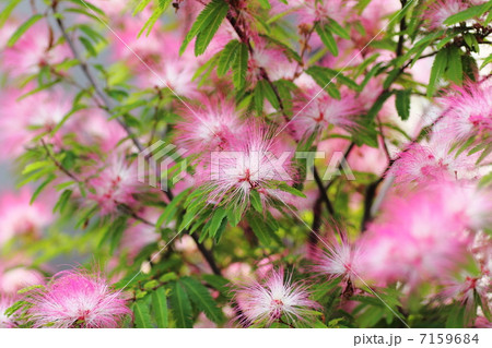 ブラシノキ 7159684