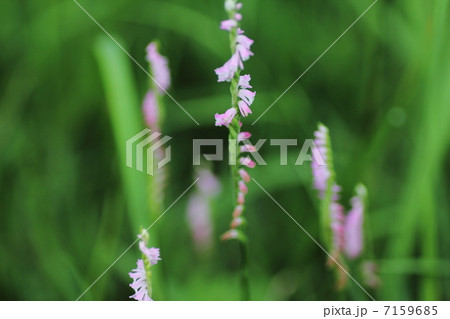 ネジバナ ネジバナ 7159685