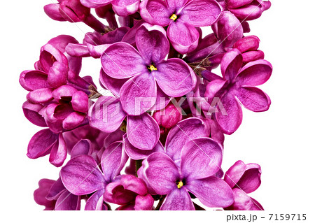 Beautiful Bunch of Lilac close-up 7159715