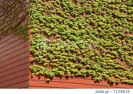 4月葉　ツタ・ブドウ科28新緑 7159816