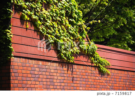 4月葉　ツタ・ブドウ科27新緑 7159817