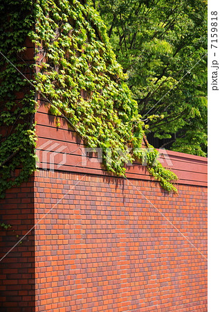 4月葉　ツタ・ブドウ科26新緑 7159818