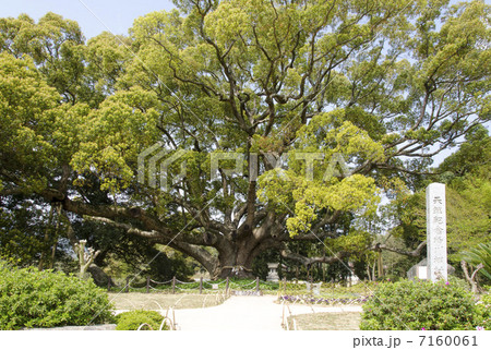 川棚のクスの森 7160061