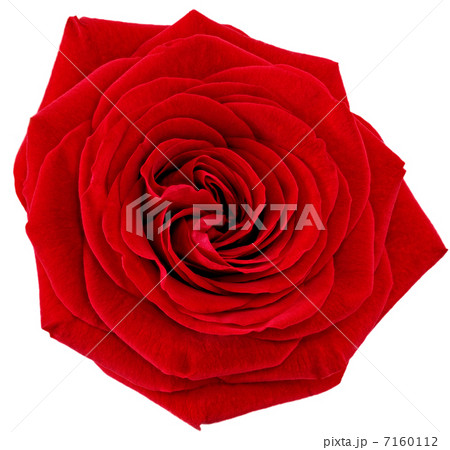 Beautiful single red  rose flower. Isolated. 7160112