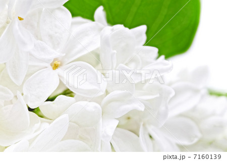 Beautiful white Lilac . Isolated over white . Beautiful white Lilac . Isolated over white . 7160139