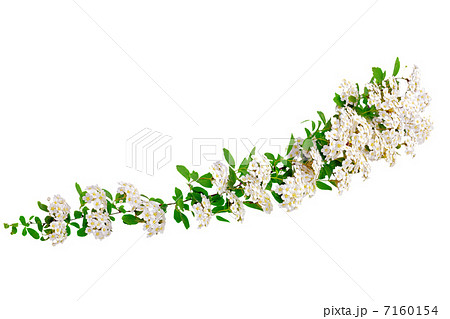 Beautiful white flowering shrub Spirea aguta (Brides wreath). 7160154