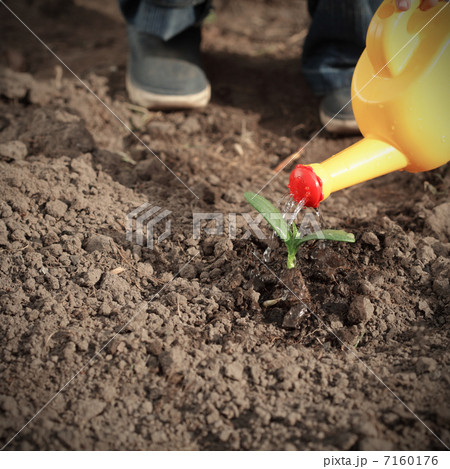 sprouts watered from a watering can 7160176