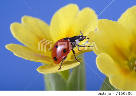 ladybird on camomile flower 7160206