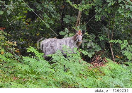 カモシカ 7160252