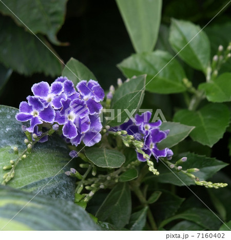 デュランタ・タカラヅカ 7160402