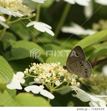 ヤブデマリとヒメウラナミジャノメ 7160439