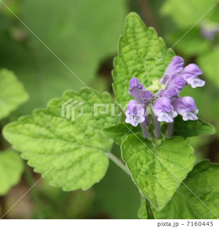 タツナミソウ 7160445