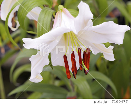 白い百合の花 7160477