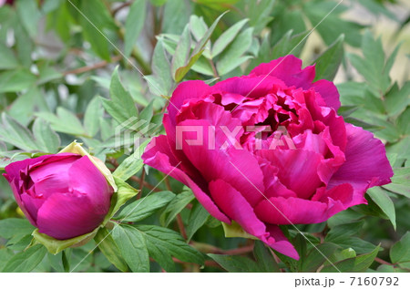 牡丹 7160792