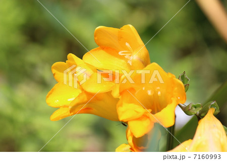 黄色いフリージア 7160993