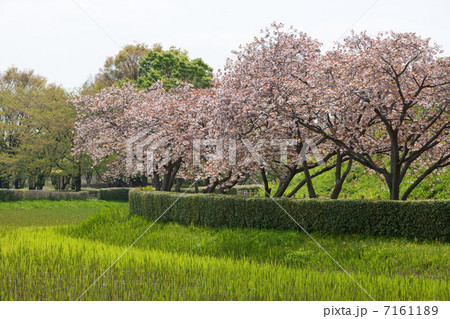 春景色 春景色 7161189