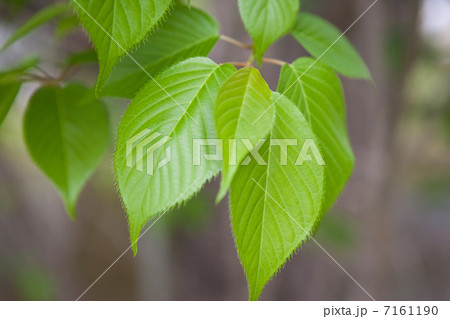 葉っぱ 葉っぱ 7161190