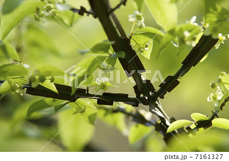 ニシキギの花と新緑 ニシキギの花と新緑 7161327