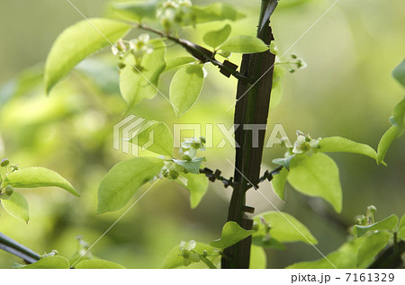ニシキギの花と新緑 ニシキギの花と新緑 7161329