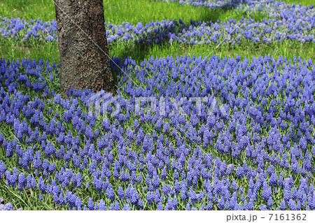 spring park 7161362