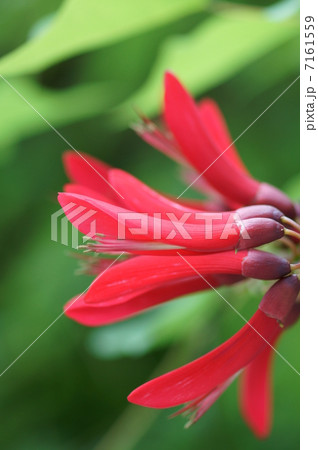 珊瑚刺桐　サンゴシトウと申します。 7161559