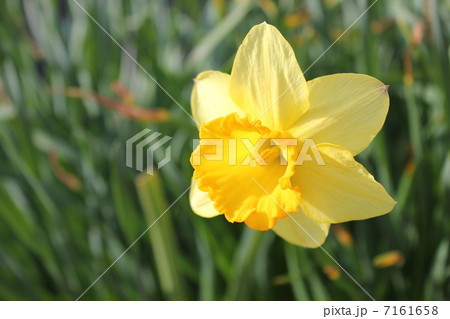 水仙　多年草　 有毒植物 7161658