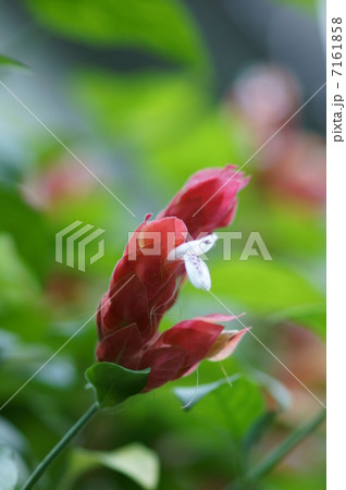 小海老草 白い部分が花です。 小海老草 白い部分が花です。 7161858