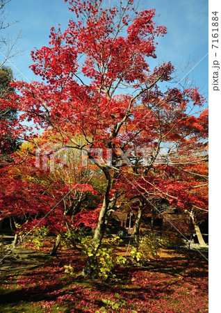 京都　勧修寺の紅葉 7161884